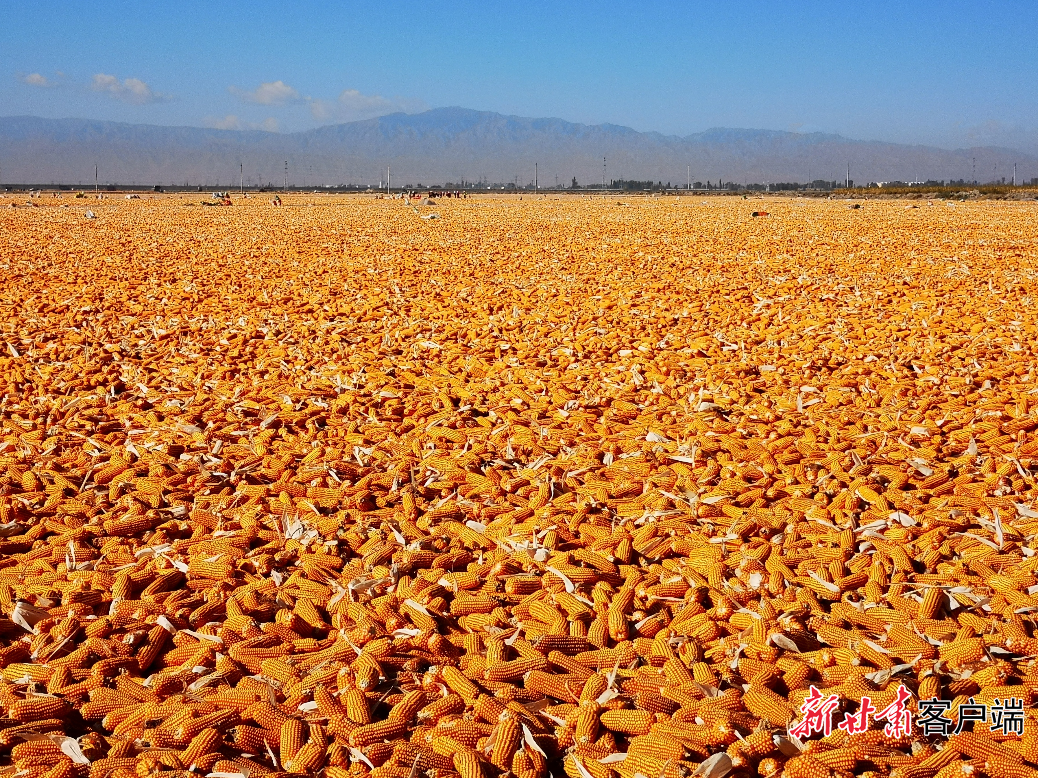 FZ007247113085_A5600503