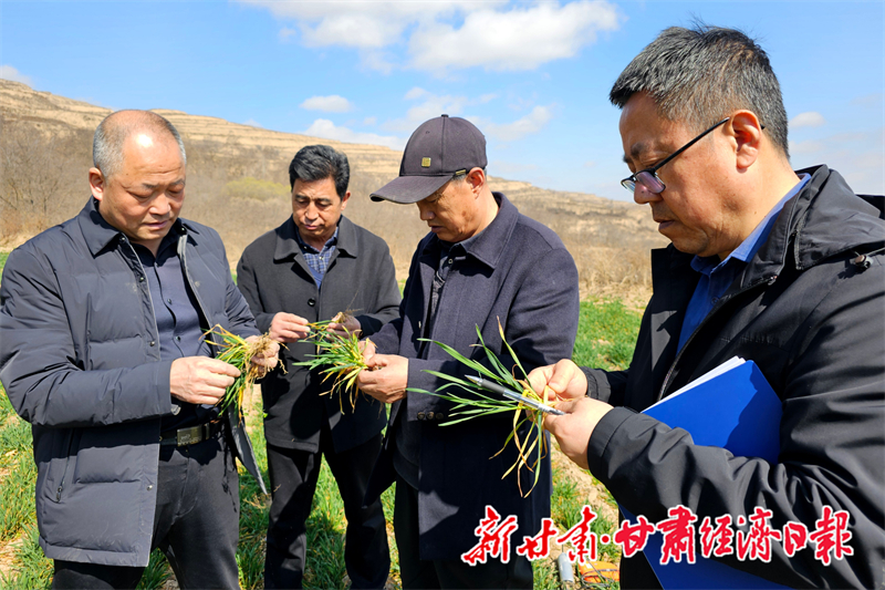 yes(县域组合 在希望的田野上)礼县:(47486566)-20260317111005