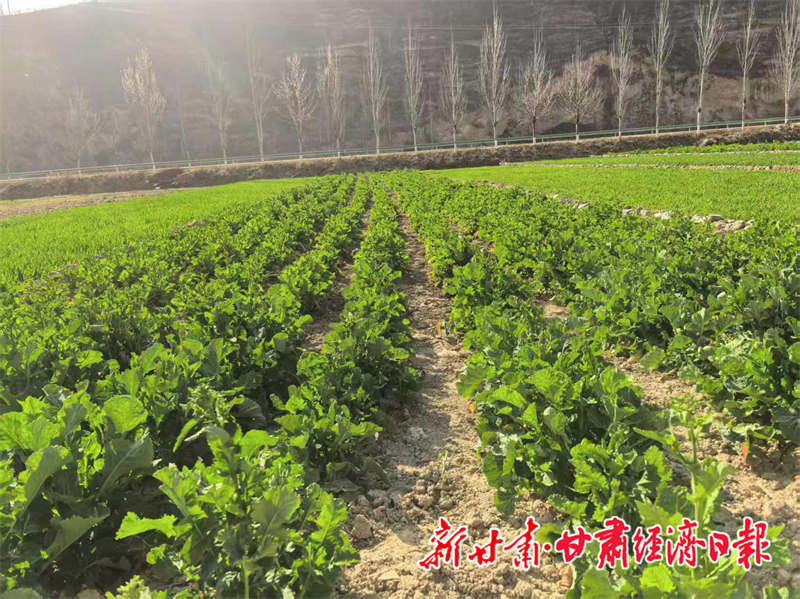 yes(县域组合 在希望的田野上)礼县:(47486563)-20260317111004