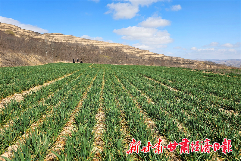 yes(县域组合 在希望的田野上)礼县:(47486570)-20260317111008