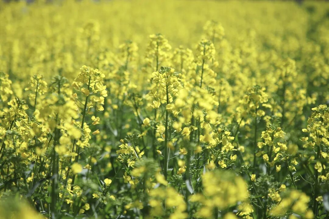 1773821645706035408.jpg 1773804748910056410.jpg