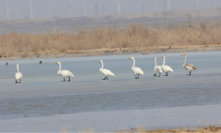 1773821974368038063.png 1773707986627087246_副本.png