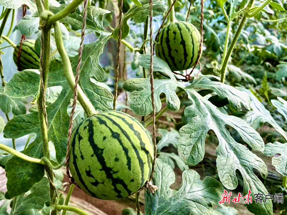 FZ007247607782_A5629479