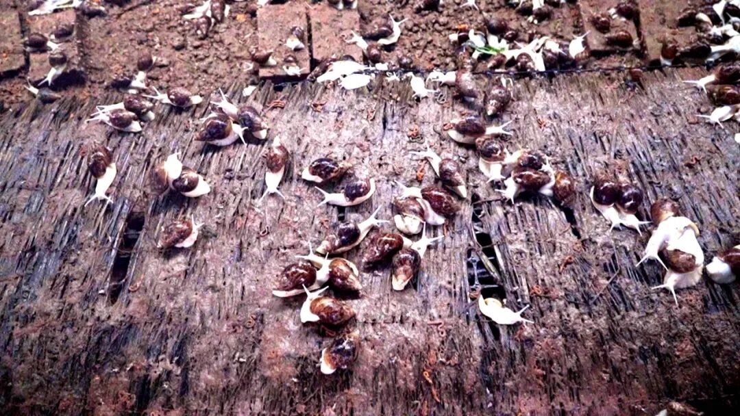 1774424188947013512.jpg 1774258733595012300.jpg