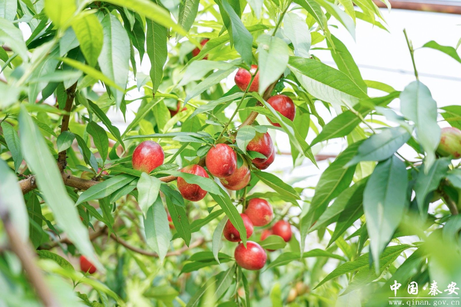 1774430882352025809.jpg 1774430630201020026.jpg