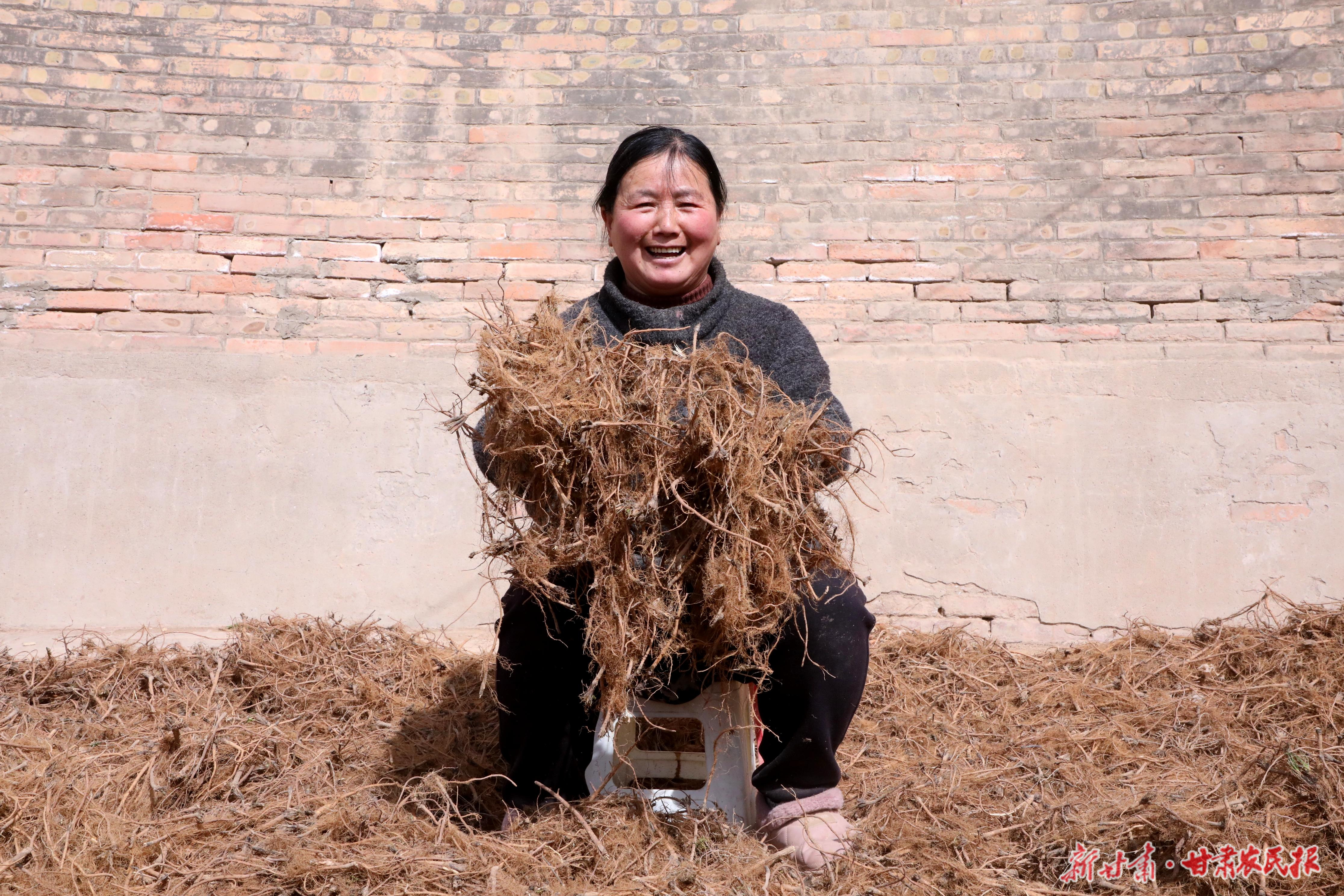 半个城村村民高唐粉正在家里捡柴胡 马蓉蓉摄