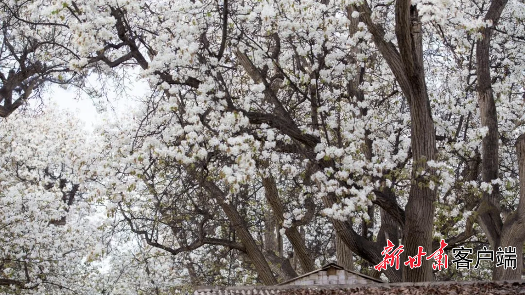 FZ100447867452_A5654210