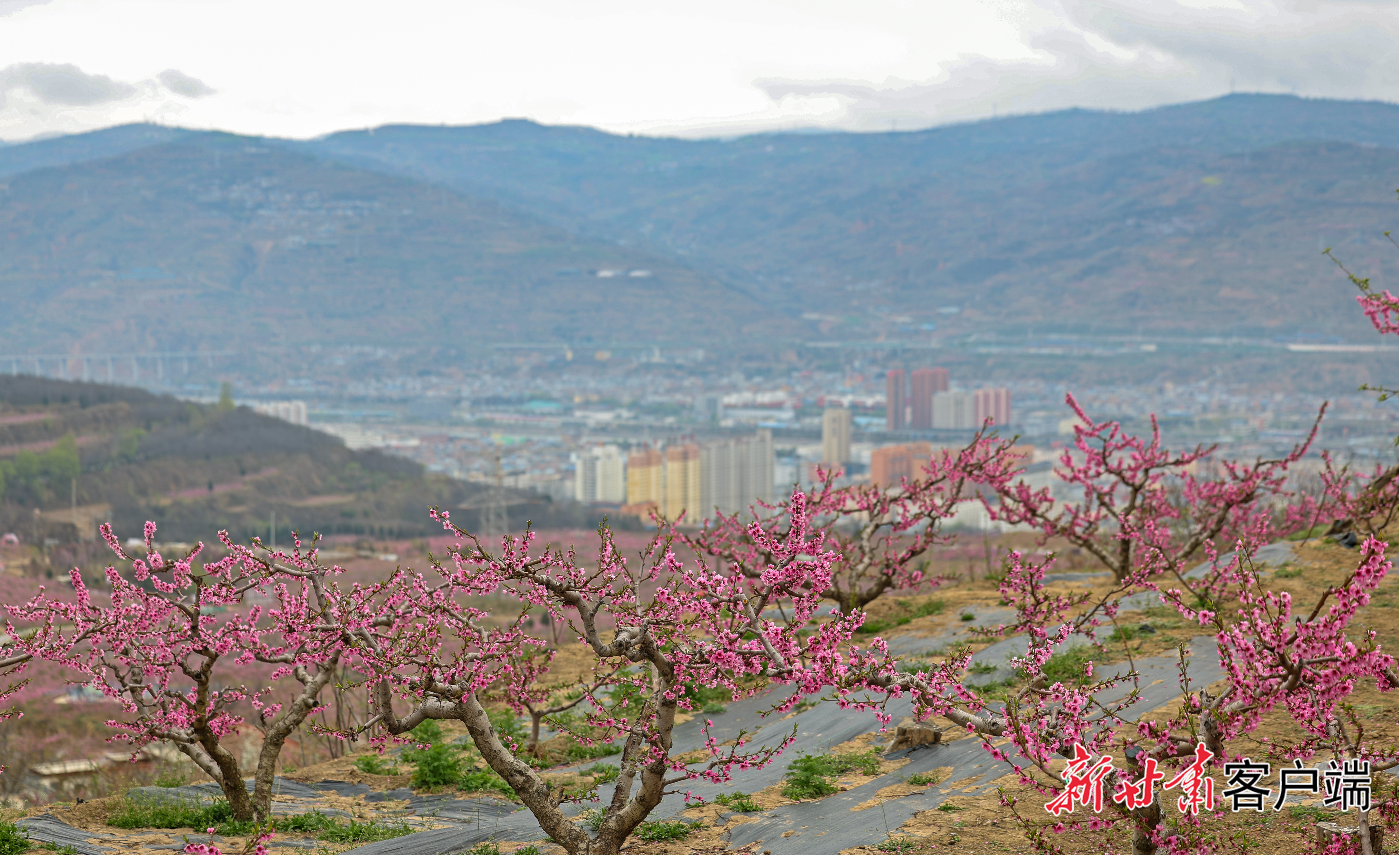 FZ007247886922_A5655656