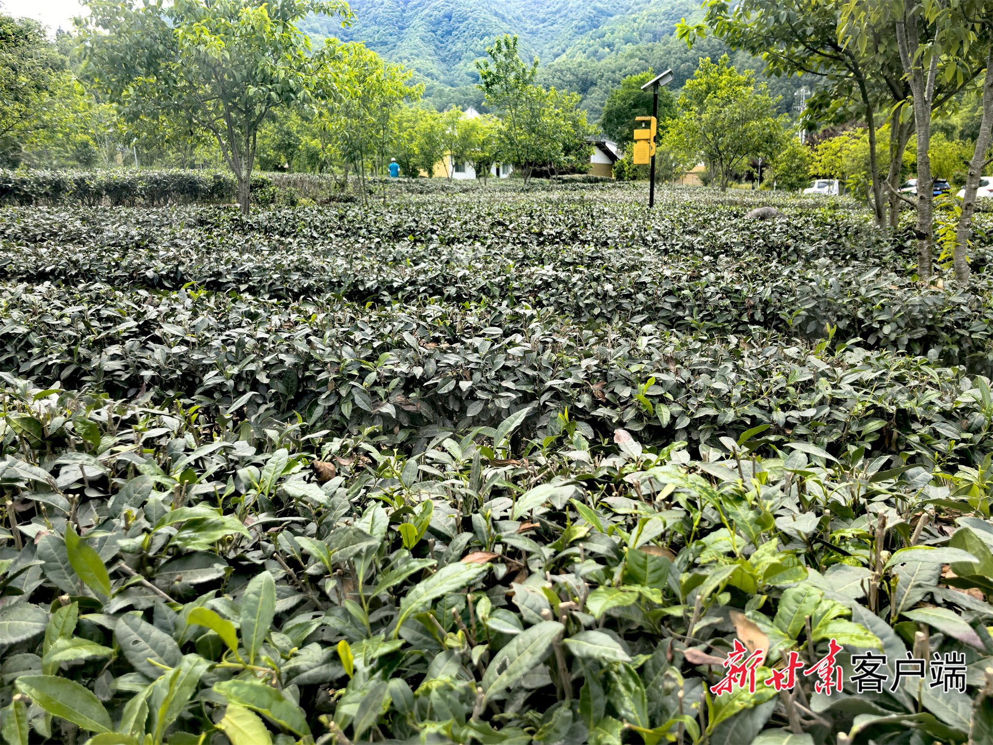 FZ007248544784_A5719717