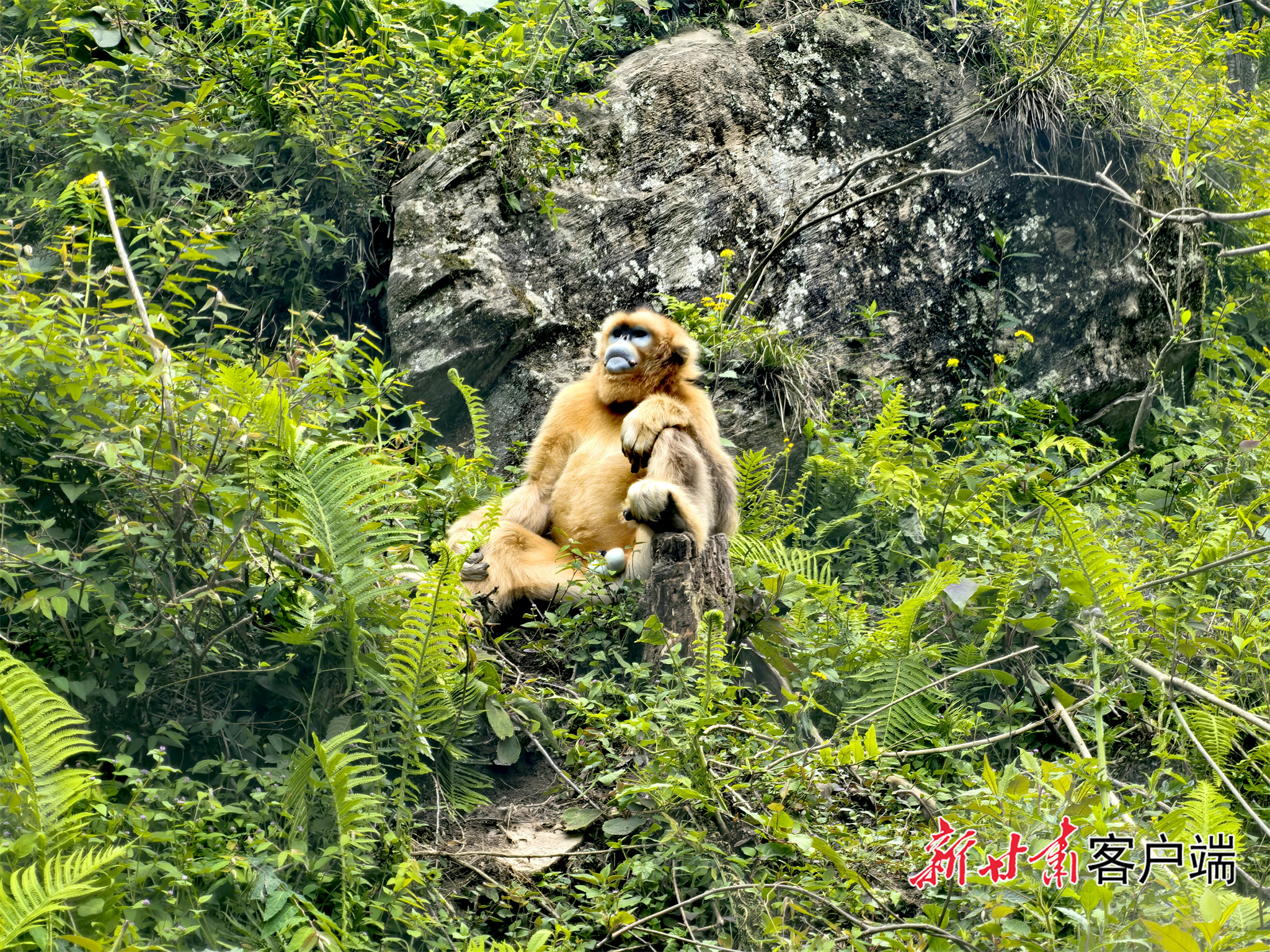 FZ007248544784_A5719724