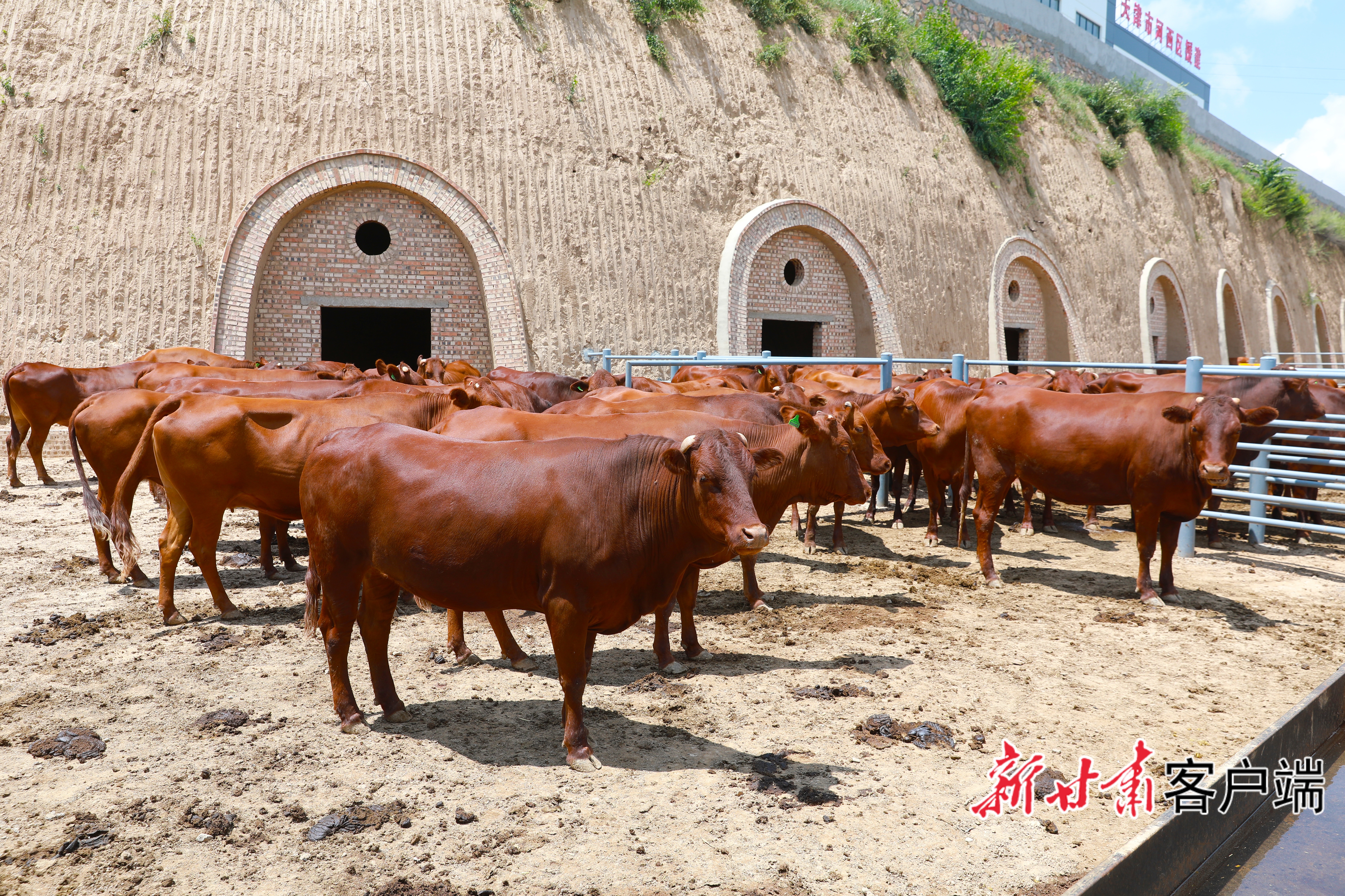 天津市河西区援建的平凉市崆峒区千头肉牛养(48682579)-20260609071532 (1)