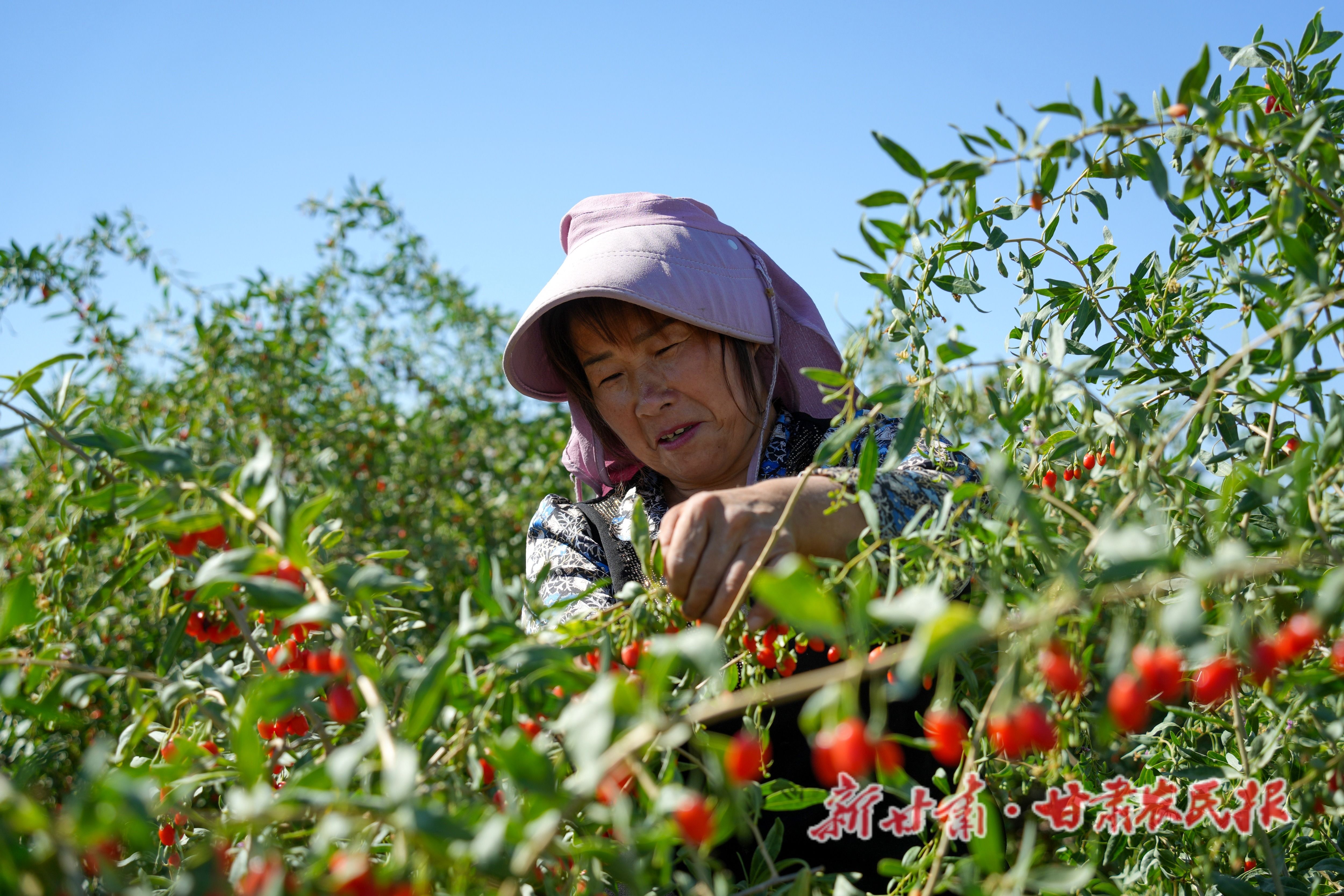 2.务工人员正在采摘枸杞