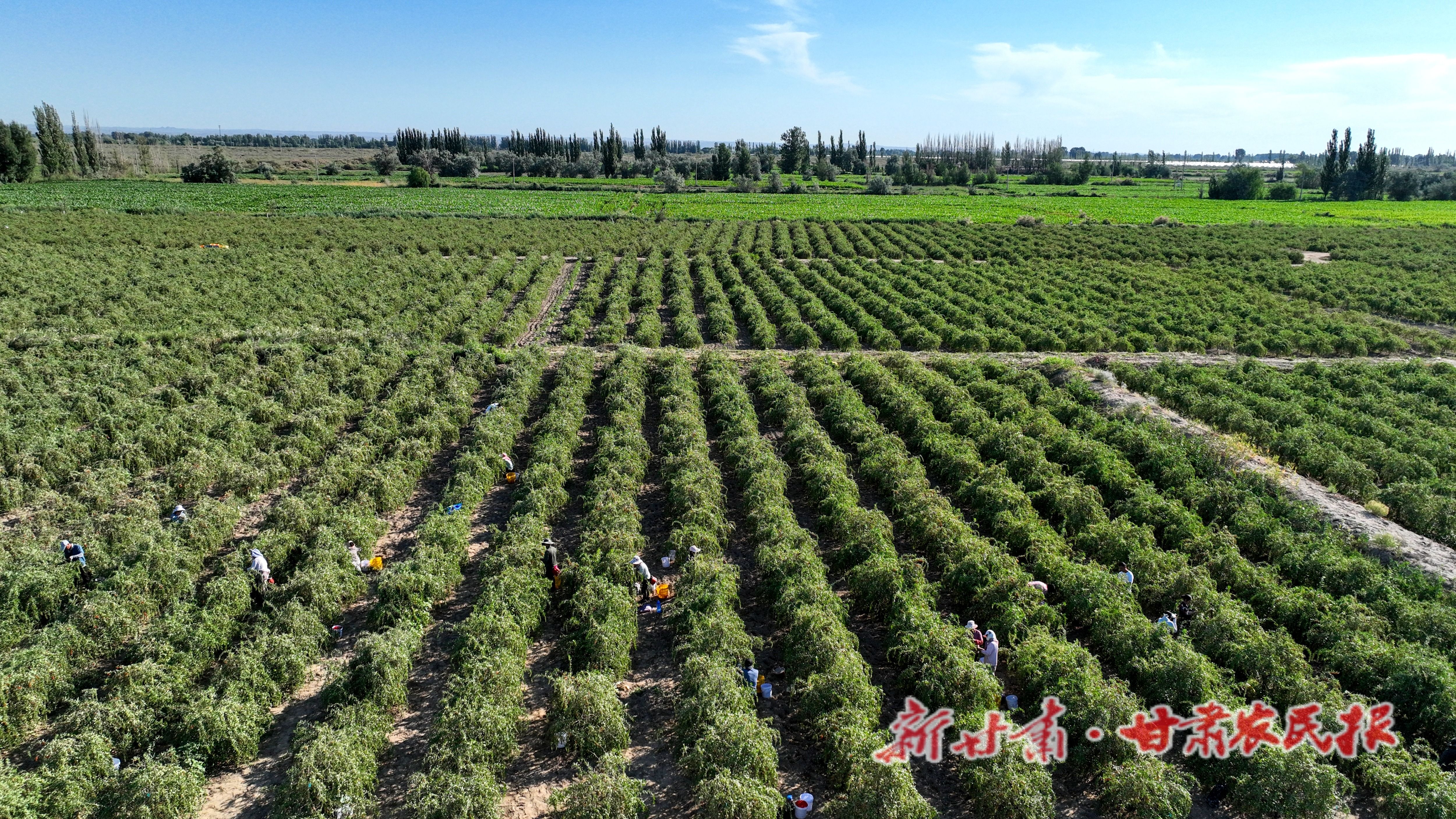 1.金塔县西坝镇枸杞种植基地，农户们正在采摘枸杞