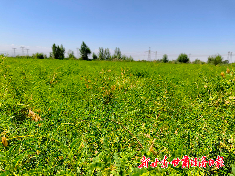 Yes(县域)丰收正当时!古浪特色种植遍(49499753)-20260810094255