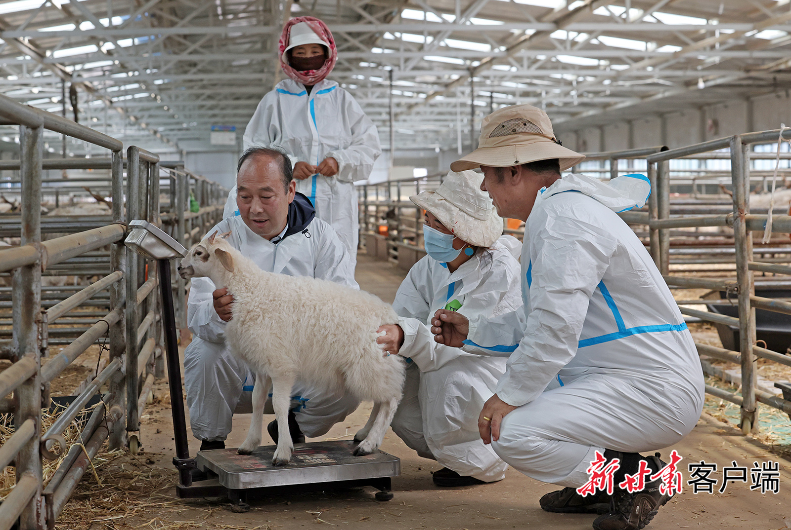 夏河万只甘加藏羊繁育基地赋能畜牧产业提质增效