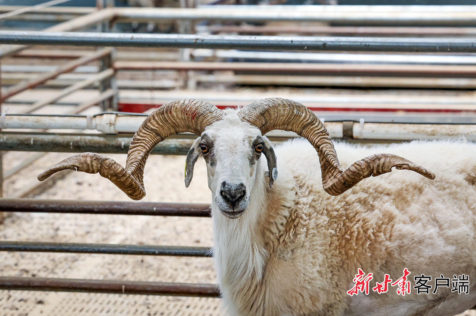 夏河万只甘加藏羊繁育基地赋能畜牧产业提质增效