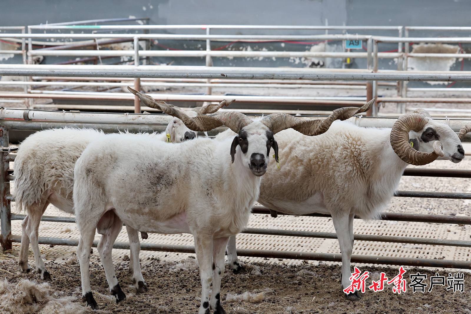 夏河万只甘加藏羊繁育基地赋能畜牧产业提质增效