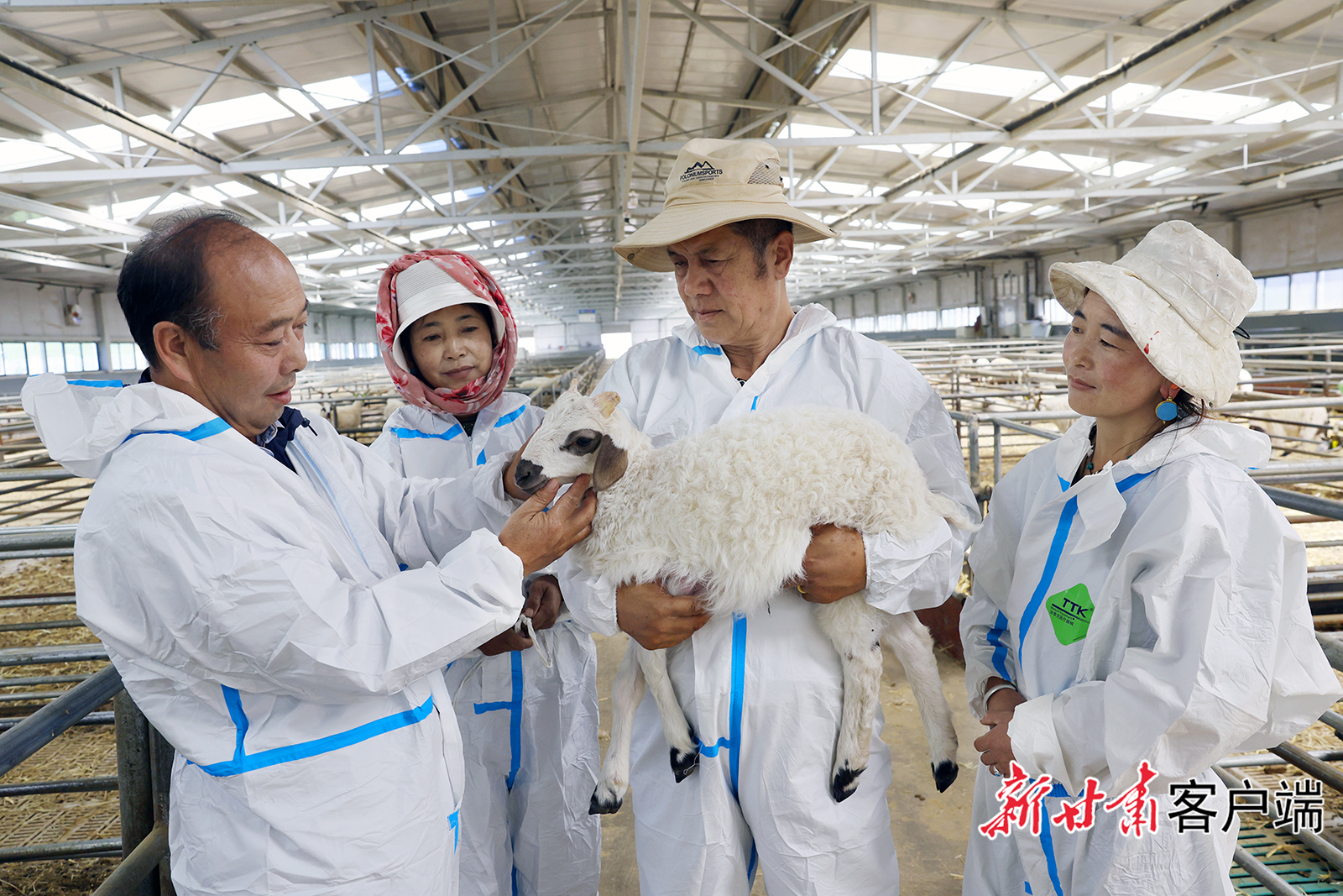 夏河万只甘加藏羊繁育基地赋能畜牧产业提质增效