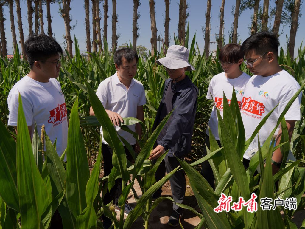 5年“蹲点”，110万元成果转化——甘肃农业大学“三下乡”团队制种玉米智慧生产探索