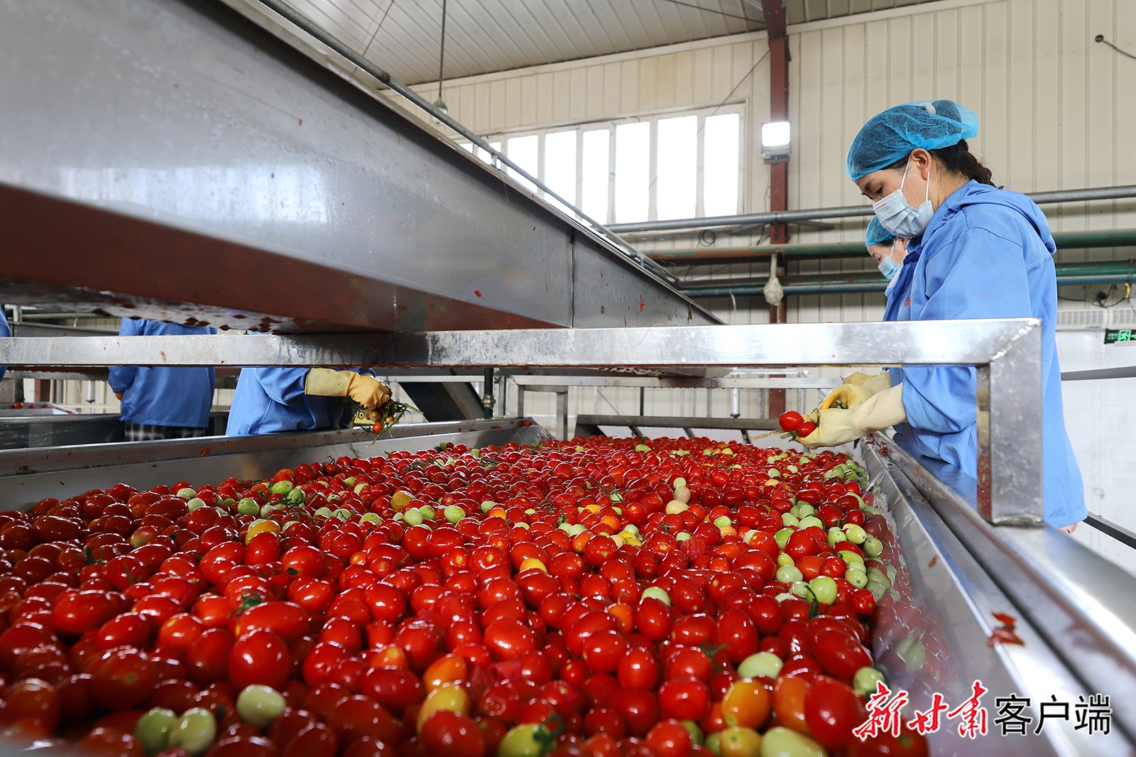 一颗番茄的增值之路:临泽精深加工撬动农业产业链变革