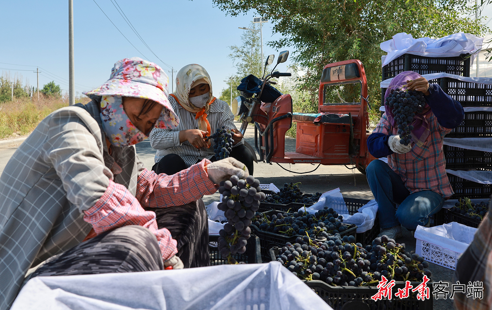 金塔县：甜果飘香助增收