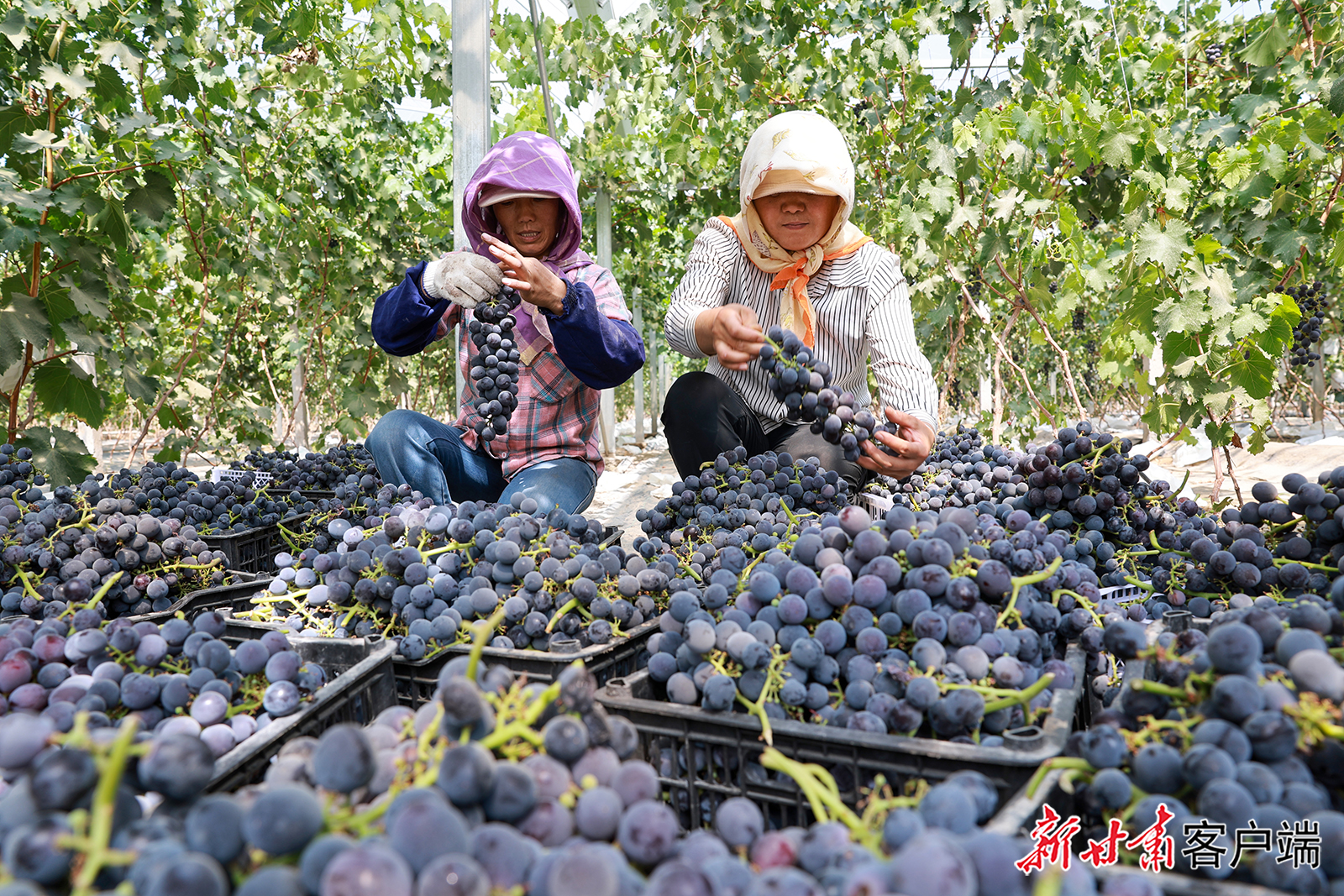 金塔县：甜果飘香助增收