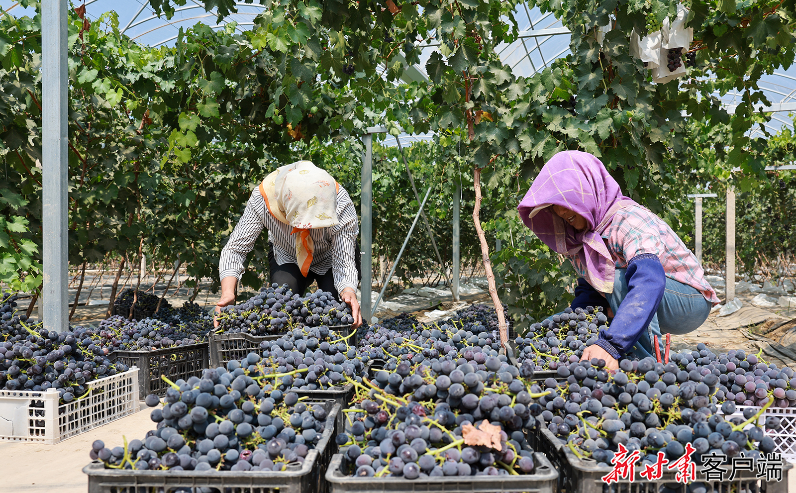 金塔县：甜果飘香助增收