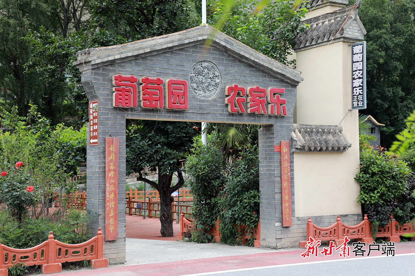 舟曲：葡萄熟了，日子甜了