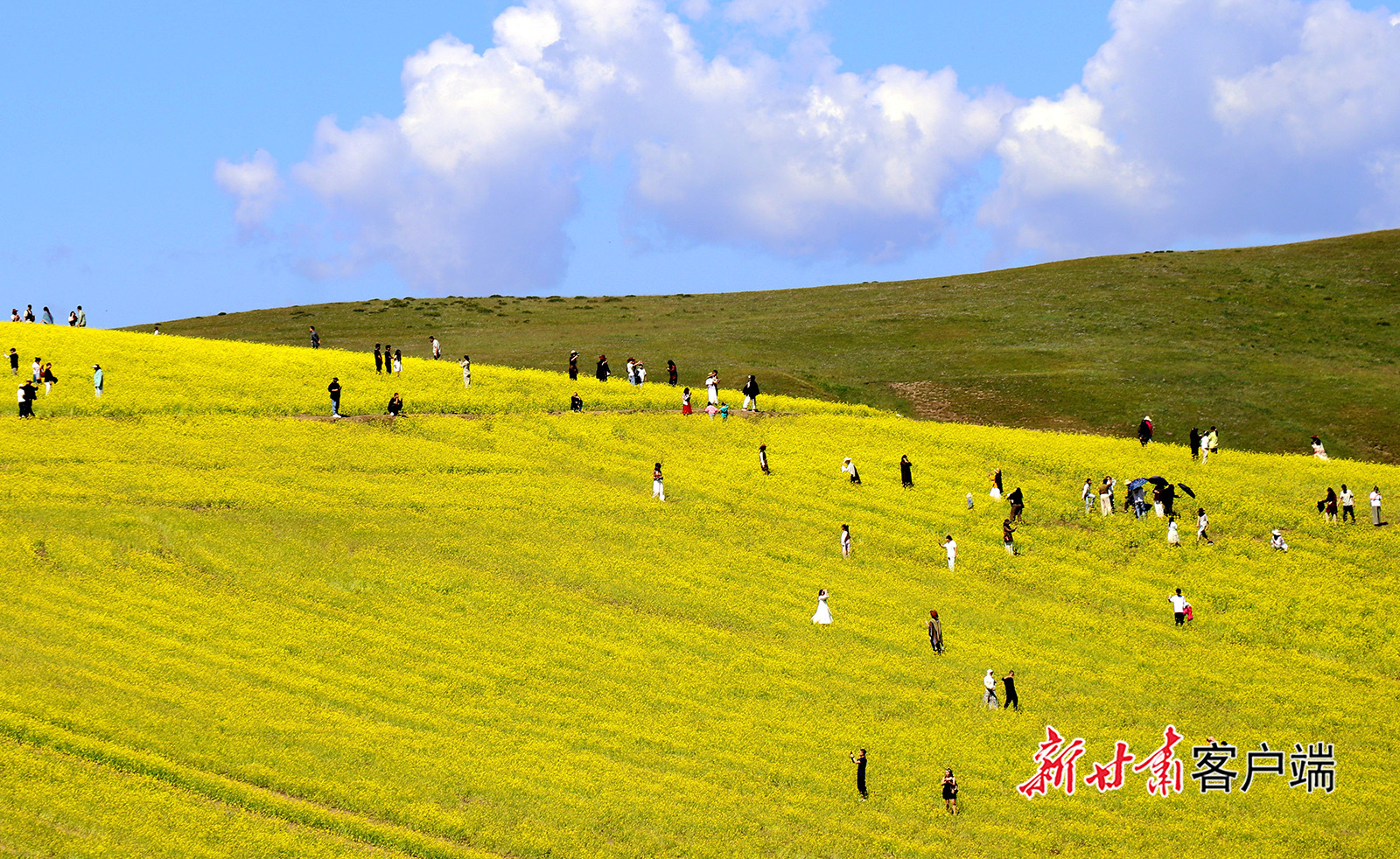 合作市俄合拉景区油菜花进入盛花期,观光客流带动周边消费增长