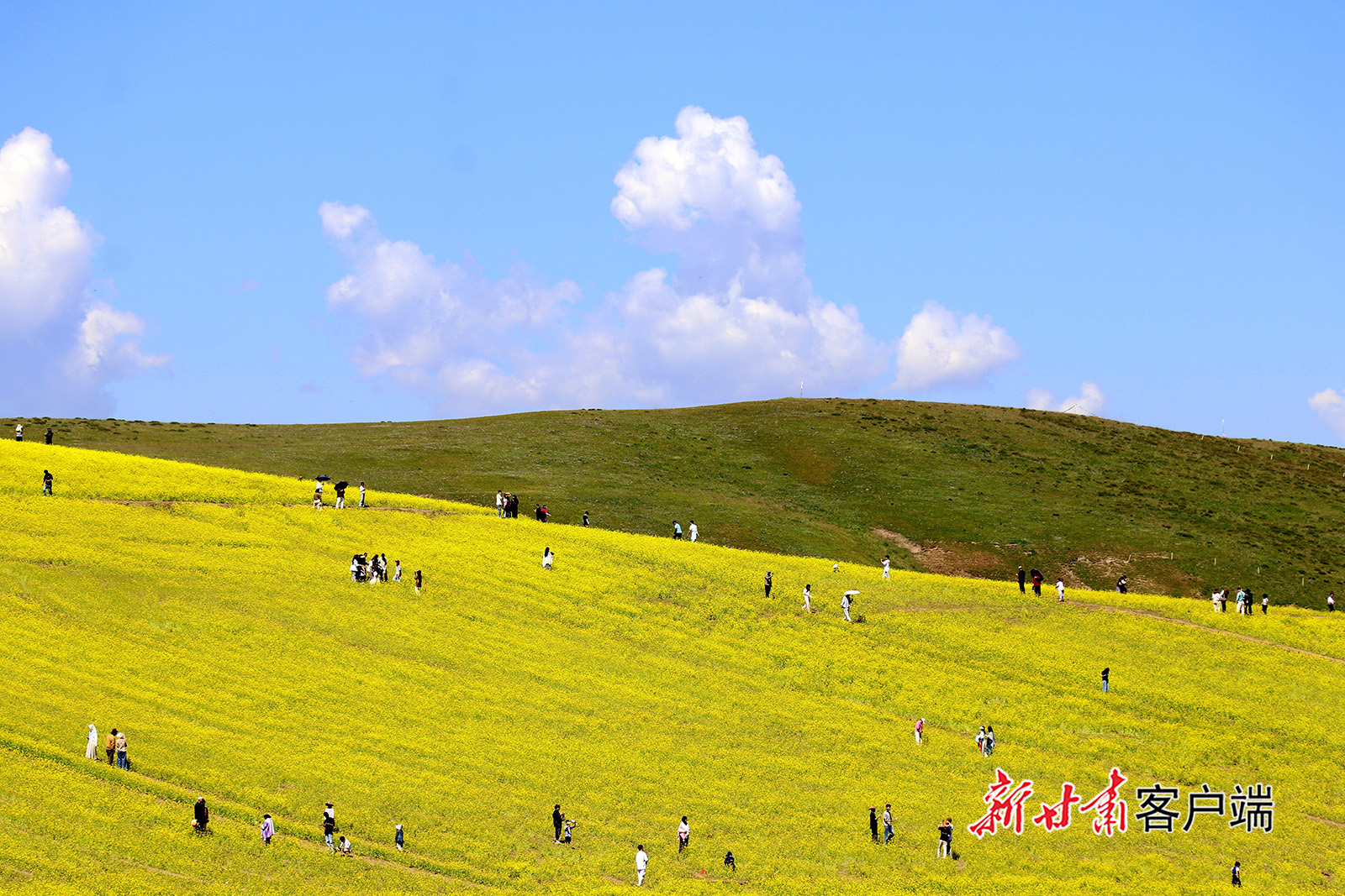 合作：油菜花开引客来