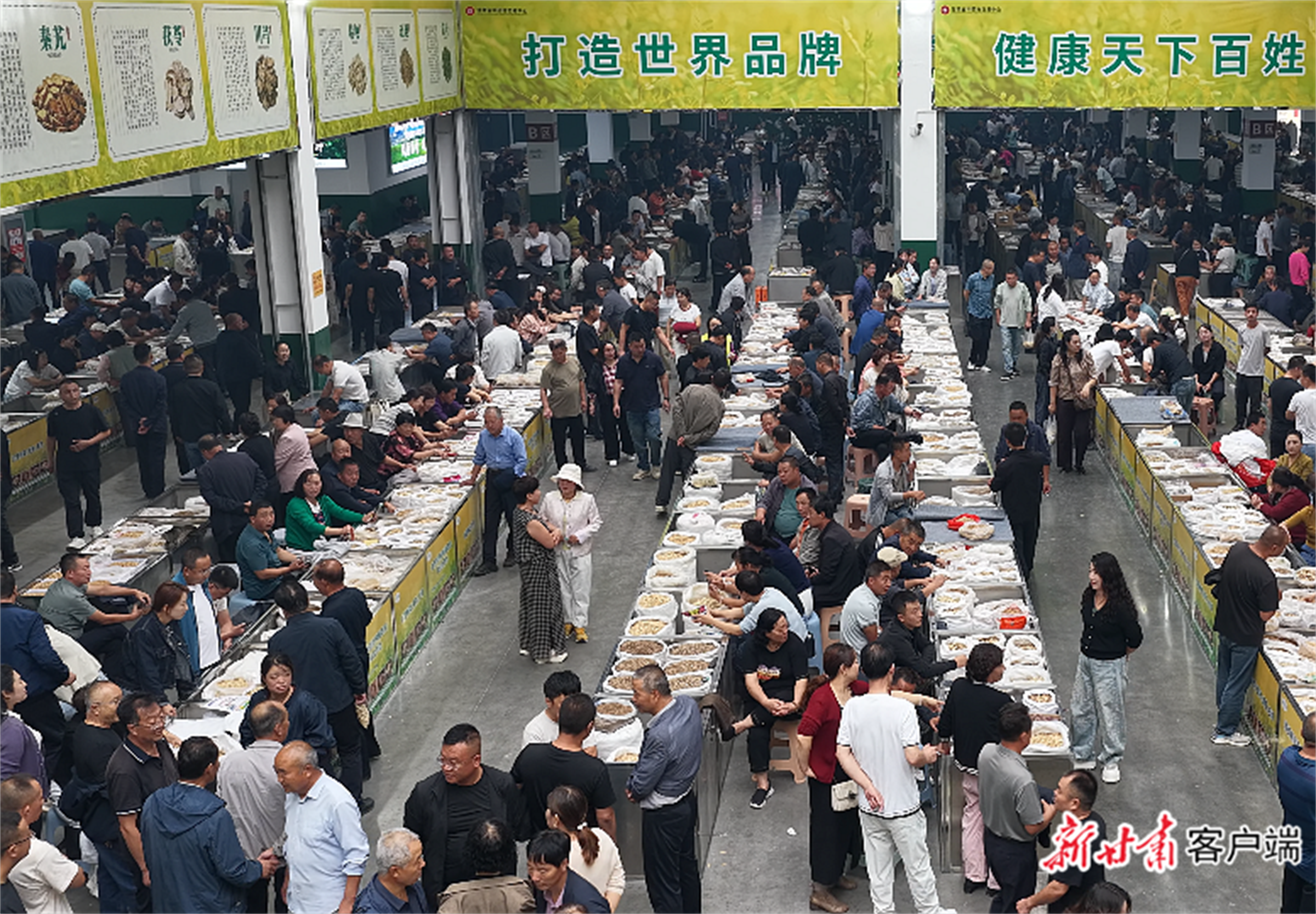 陇西药市年交易额超200亿元，道地药材全国份额突破20%