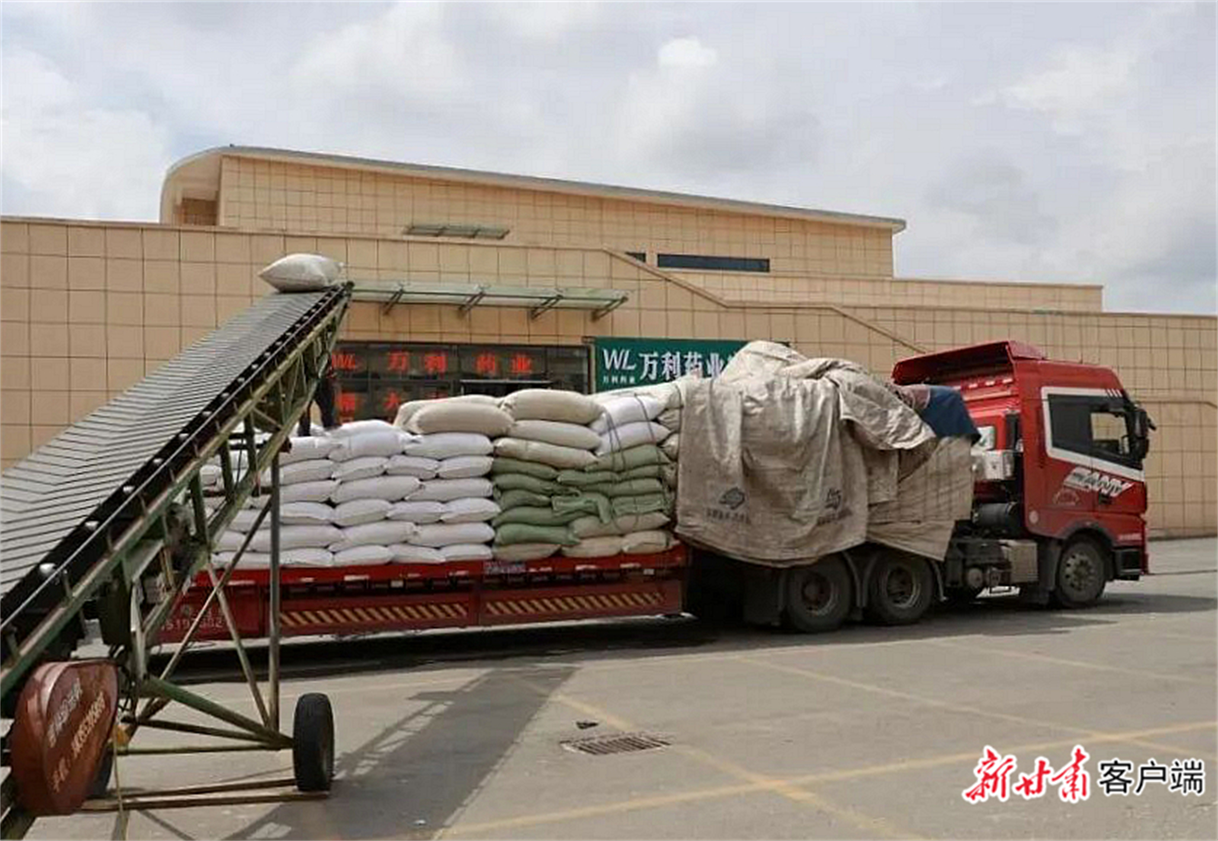 龙头药市助力道地陇药畅销全国