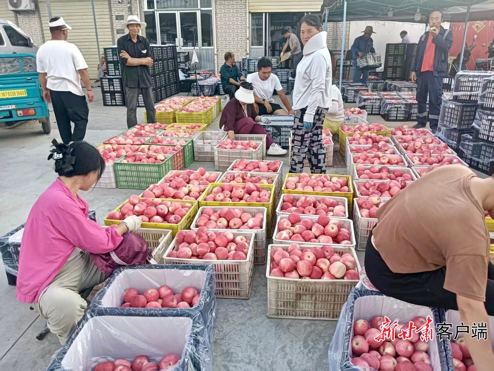 泾川：红苹果结出“金饭碗”