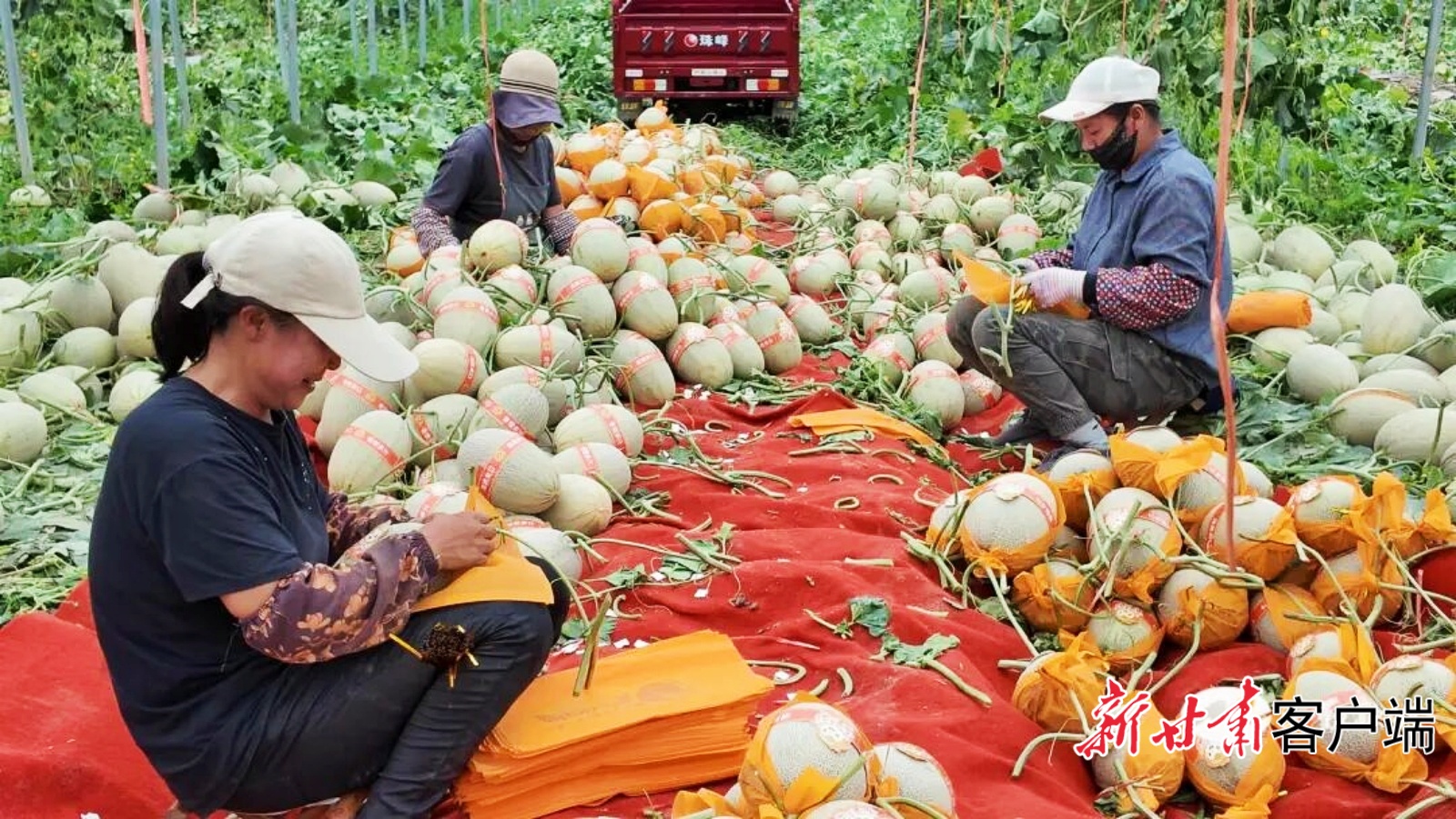 民勤蜜瓜产业提质增效，十五万亩基地年产值突破二十一亿元