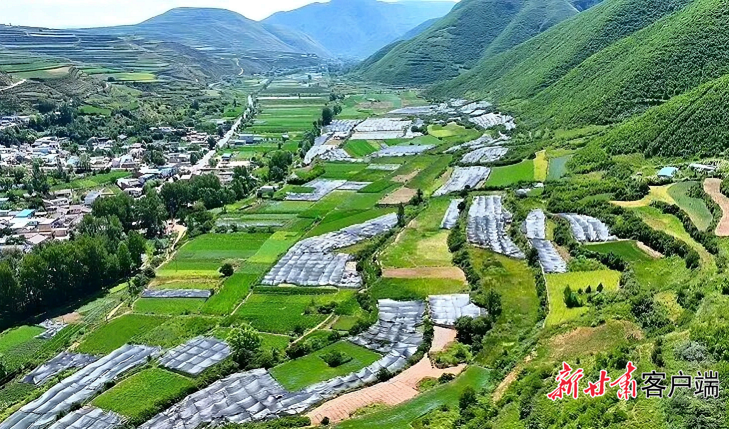 淫羊藿收购价每公斤150元起：一株_仙草_如何改变山村生计