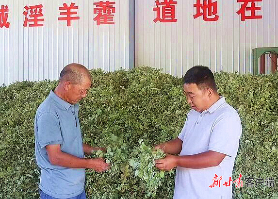 杨小原的“仙草”致富方