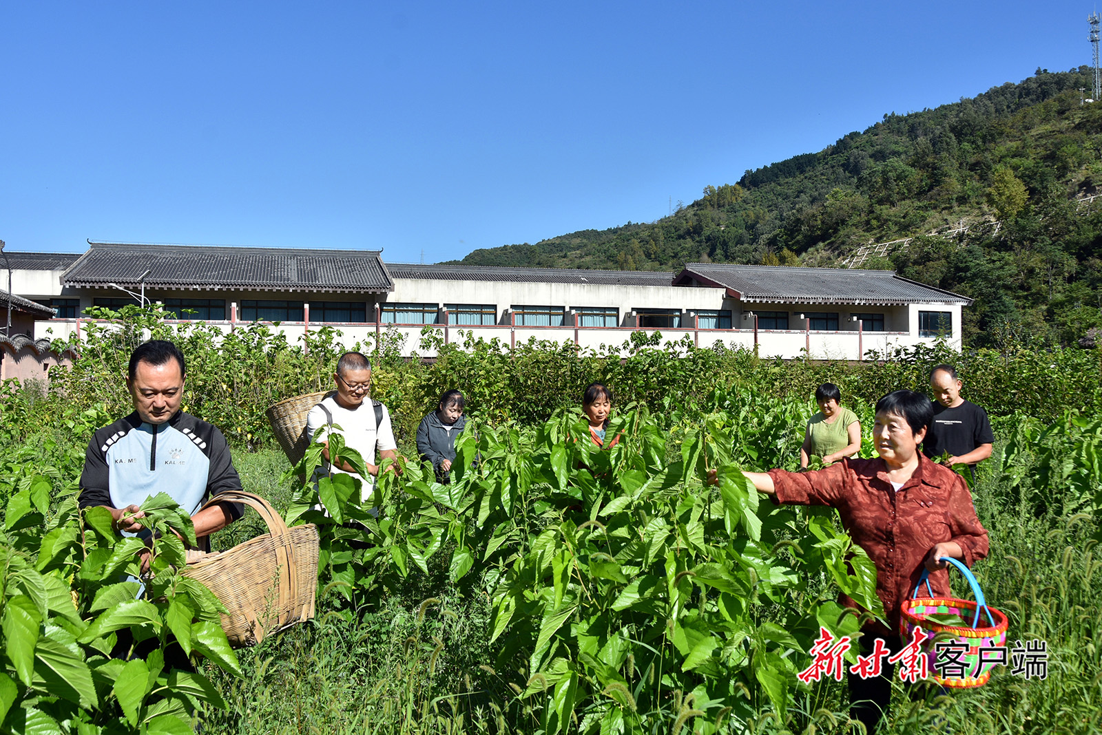 从传统零散养蚕到规模经营：甘肃康县蚕桑产业助农增收