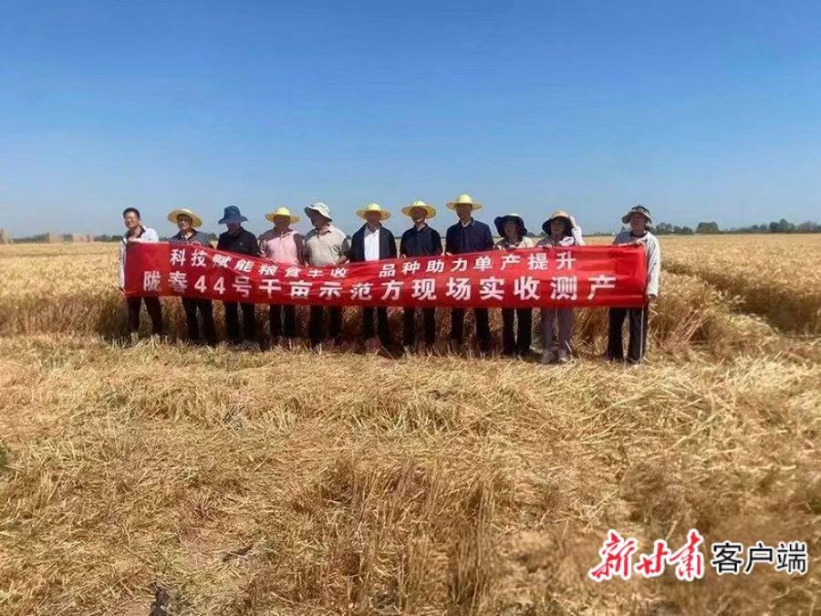 标题甘肃春小麦新品种“陇春44号”刷新千亩连片高产纪录