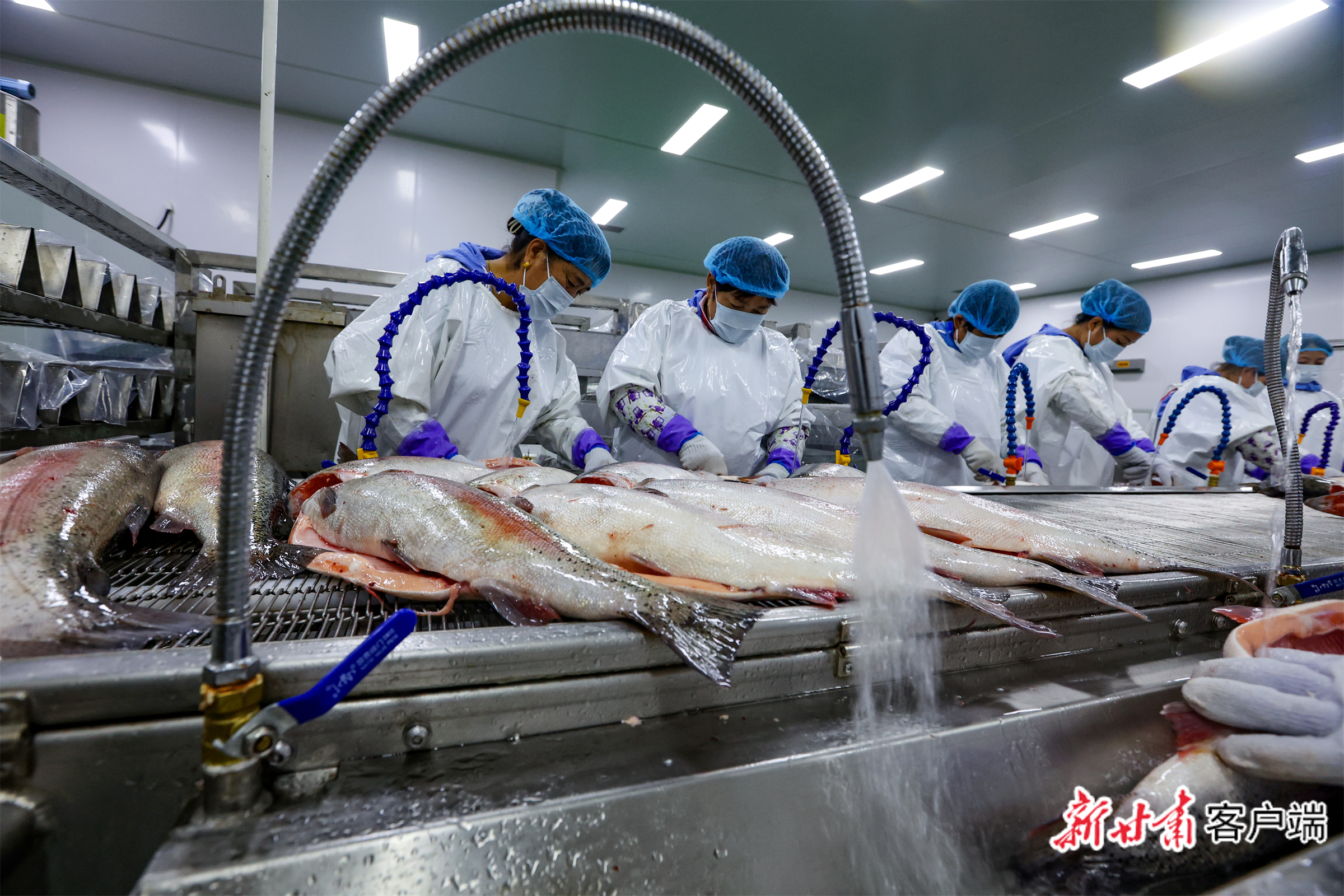 永靖县首批90吨冷水鱼出口海外
