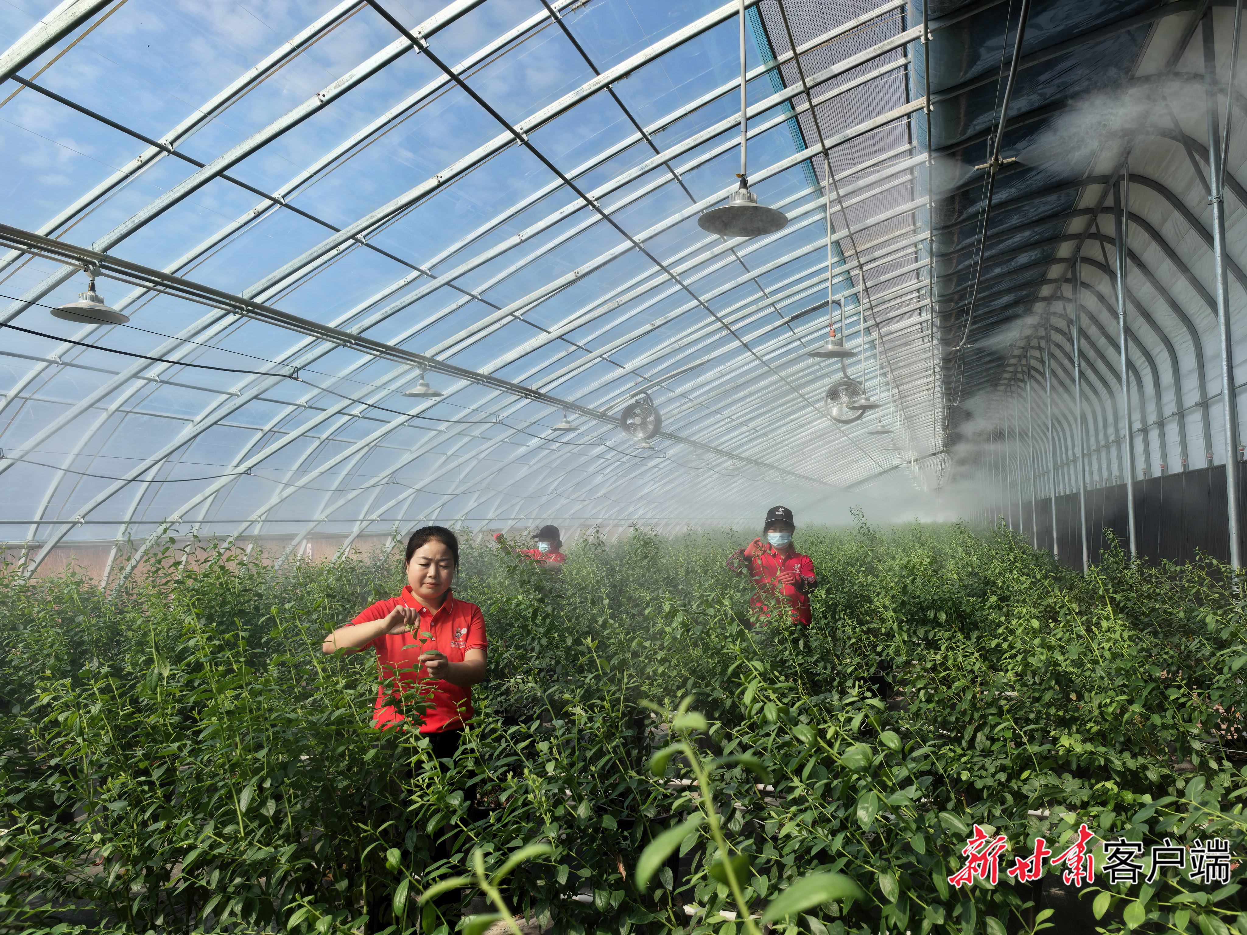 天津天水协作三十年:蓝莓智慧种植与乡村美学重塑陇上江南
