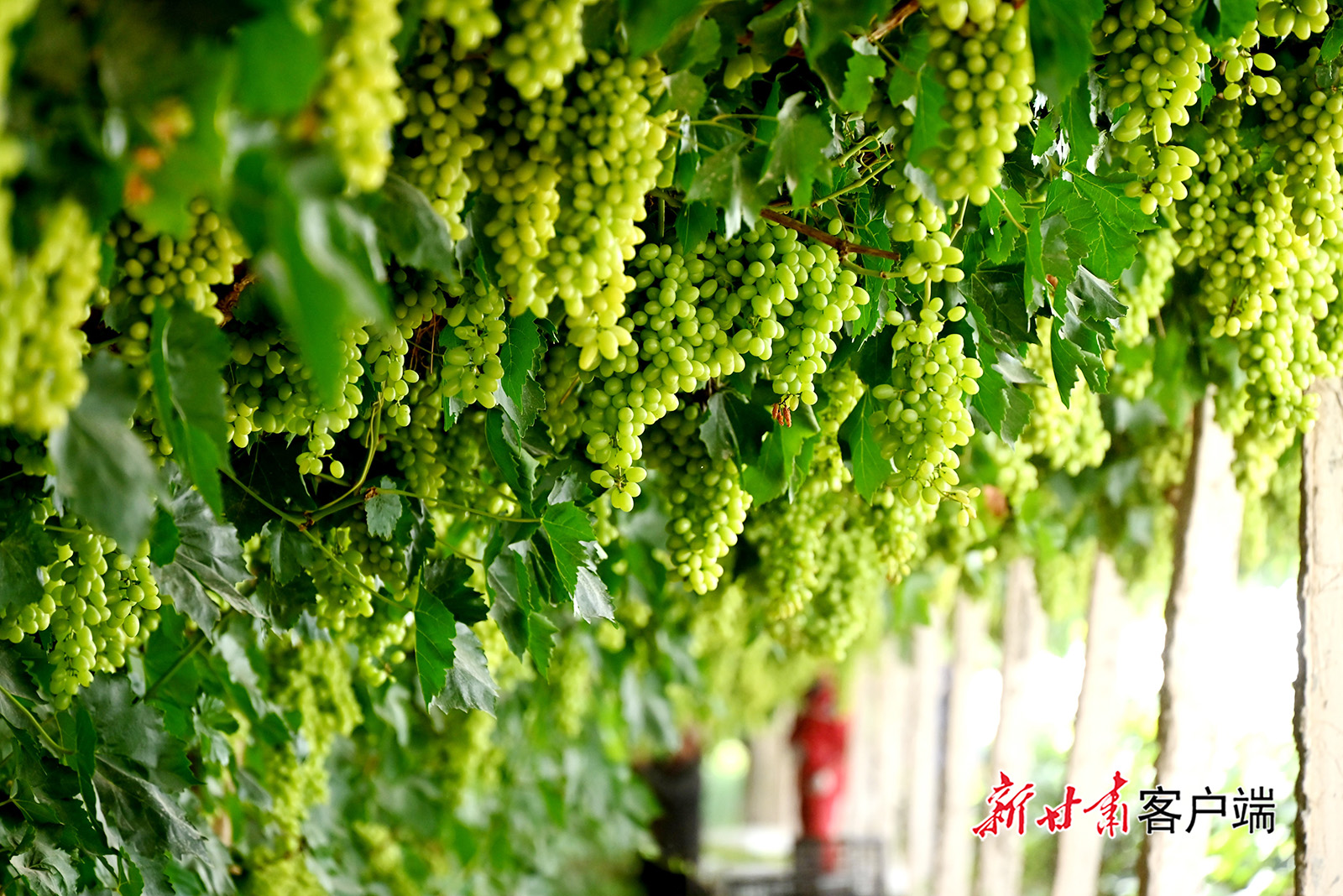 敦煌：初秋时节葡萄丰收