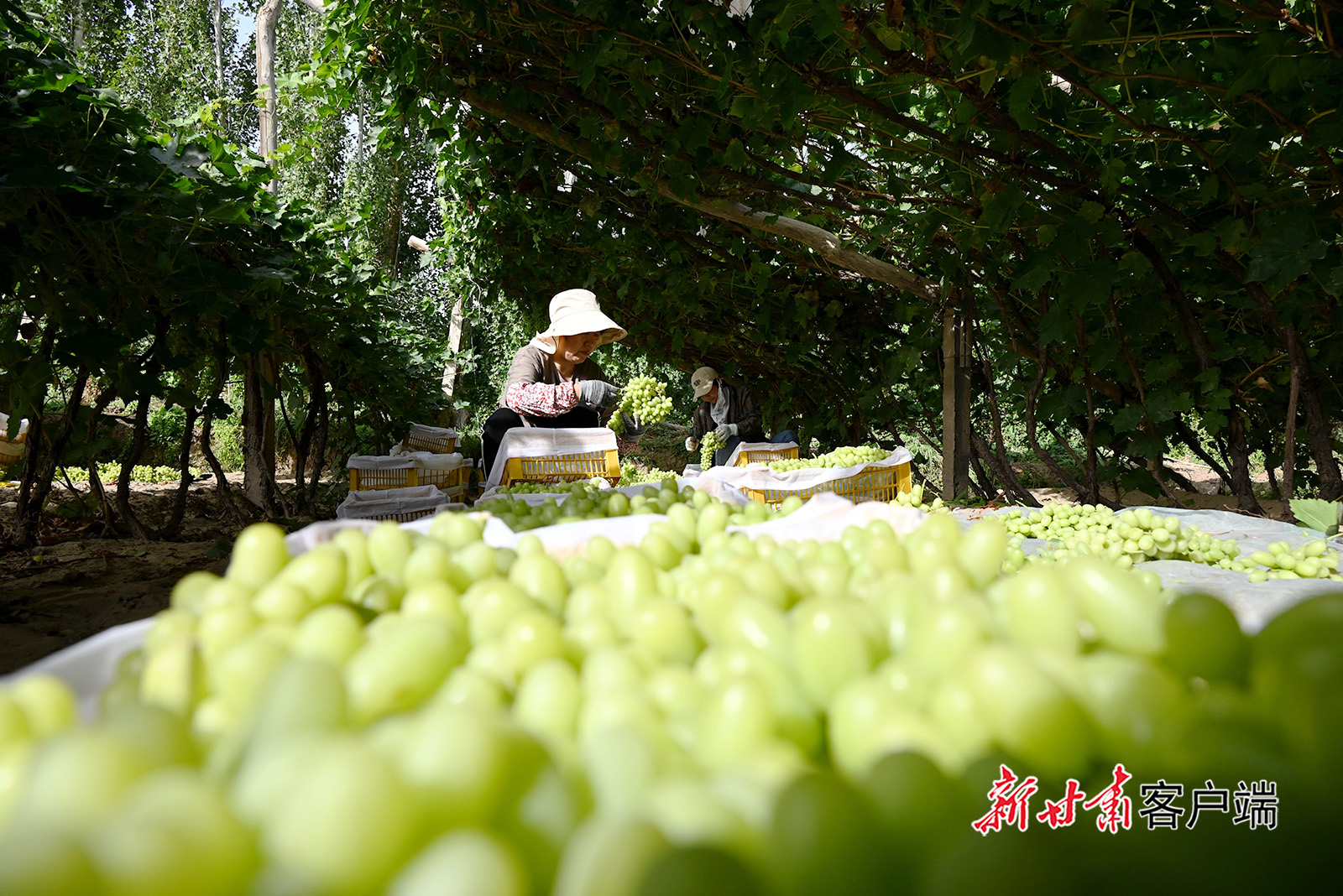 敦煌：初秋时节葡萄丰收