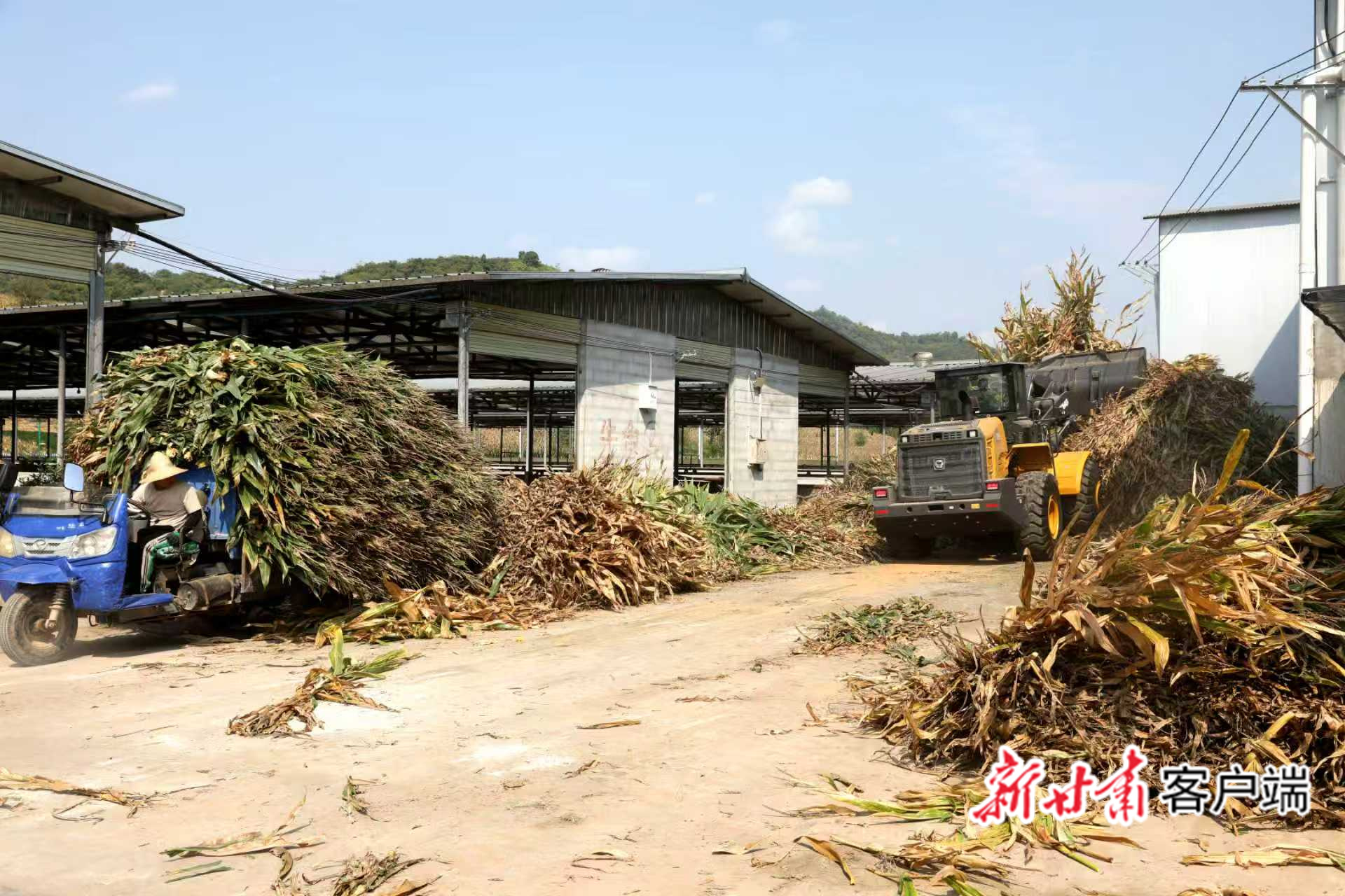 徽县：田间“废秆”变身“绿色存单”