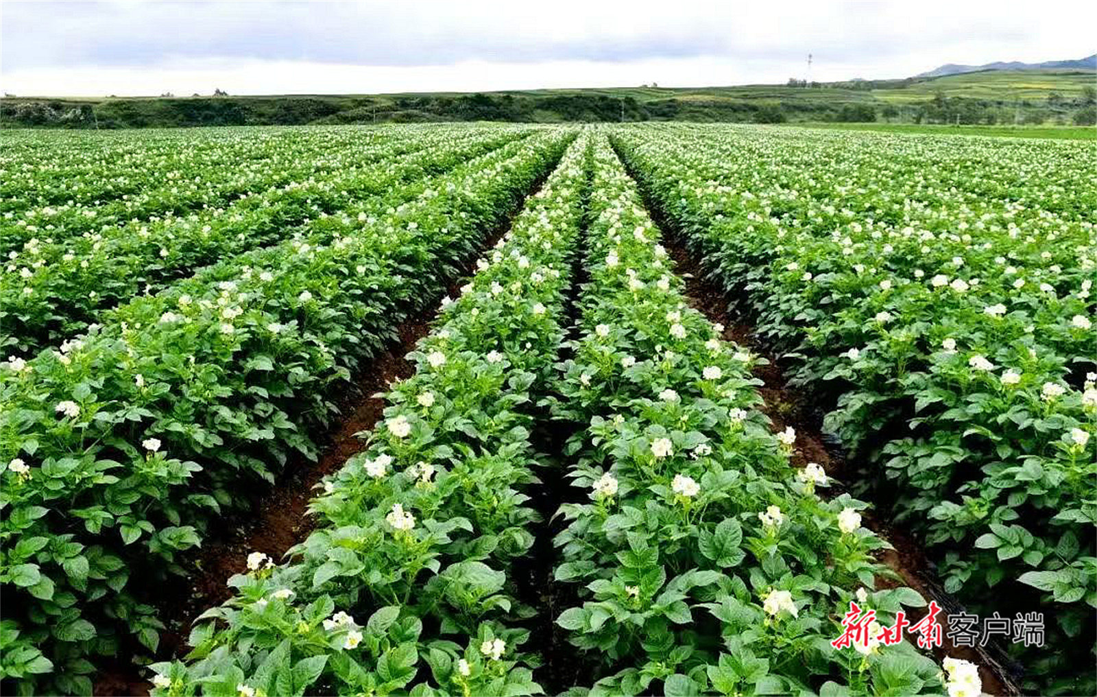 “薯都”崛起势正劲——安定区大力推动马铃薯产业高质量发展