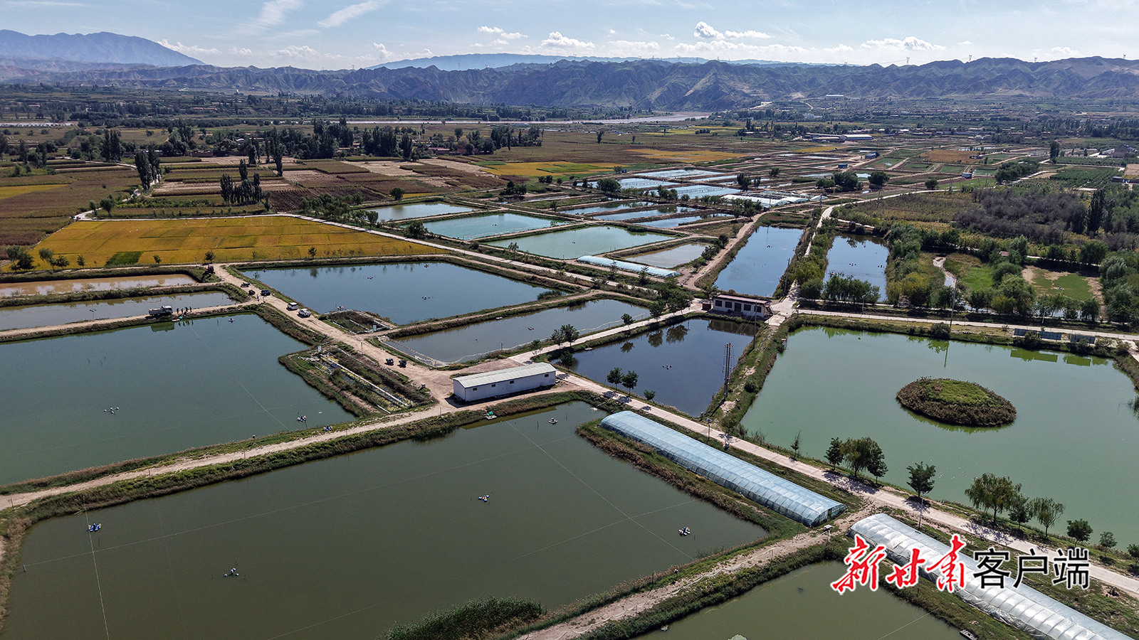 景泰县：盐碱地养出“致富鱼”