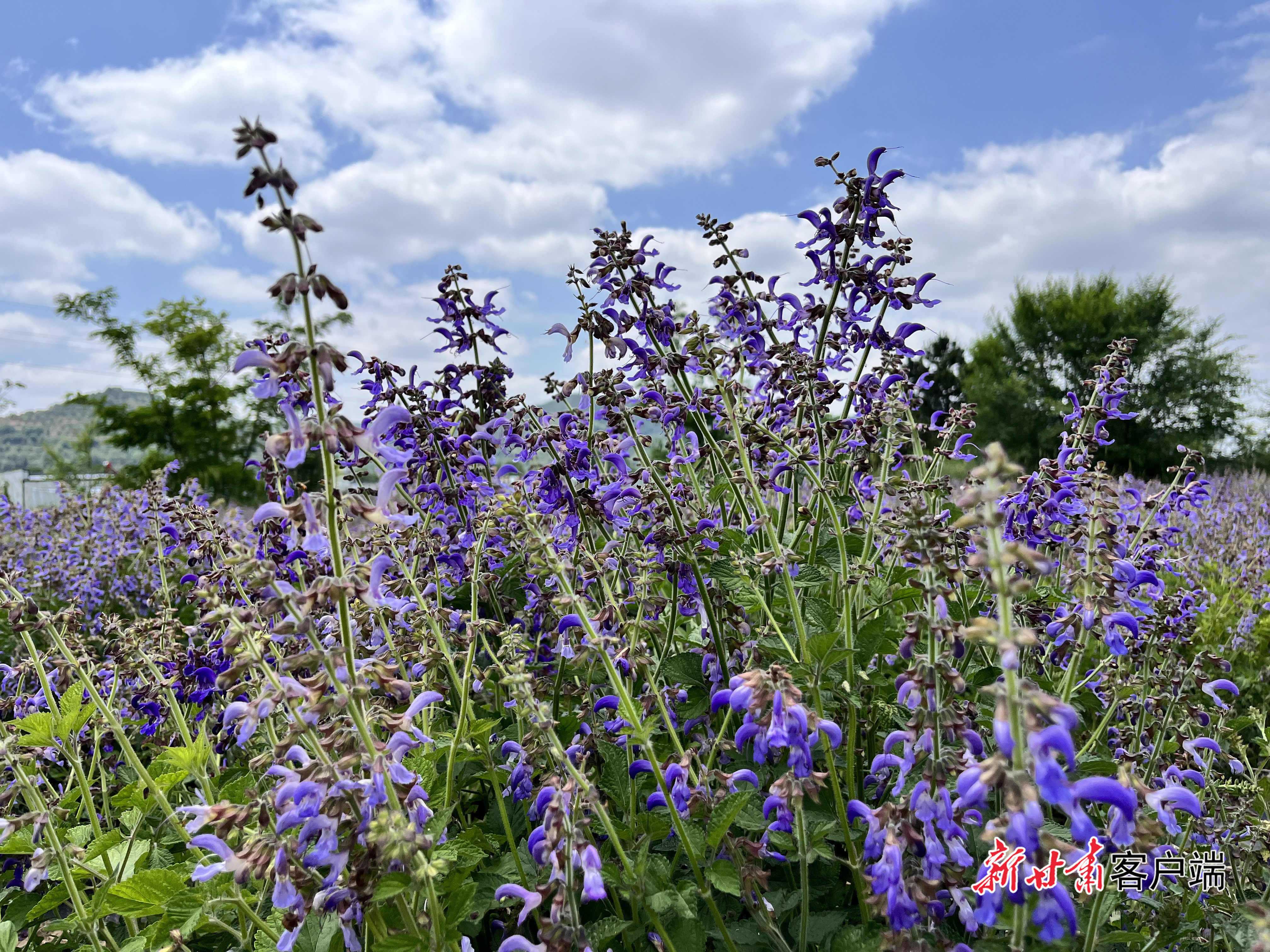 FZ007250049851_A5893760