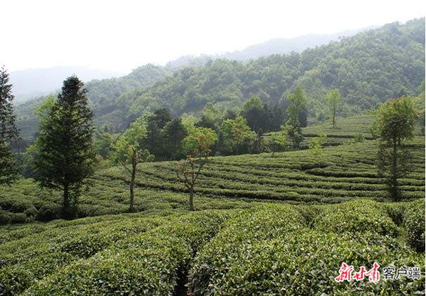 茶园